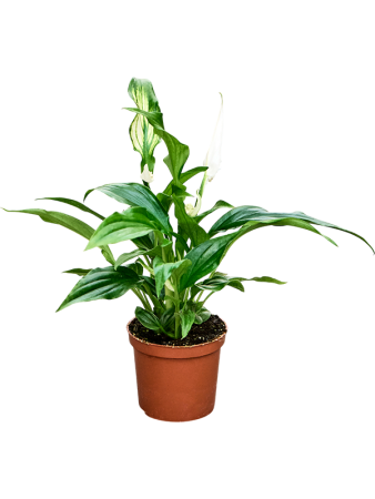 Спатифиллум 'Pearl Cupido' 16/tray  H25×W10 D7×6 см 