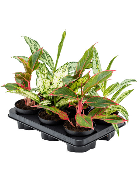 Аглаонема Mix 6/tray  H40×W30 D12×9 см 