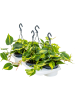 Филодендрон Scandens 'Brasil' 4/tray  H30×W20 D15×11 см 