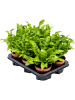 Асплениум Nidus 'Crispy Wave' 6/tray  H30×W25 D12×10 см 