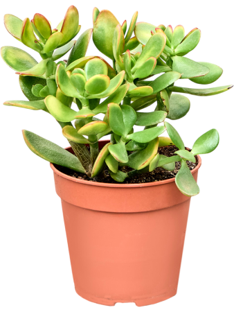 Крассула Яйцевидный 'Colorata' 8/tray  H20×W15 D12×10 см 