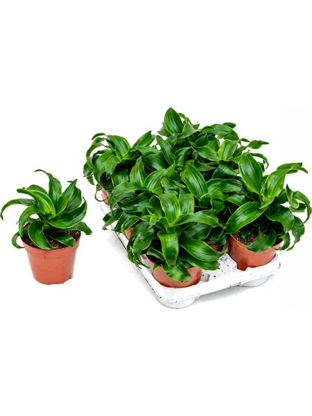 Драцена Fragrans 'Twist' 6/tray  H35×W20 D12×10 см 