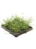 Мюленбекия 'Complexa Mao'ri' 12/tray  H10×W12 D6×5 см 