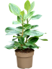Фикус Altissima  H70×W45 D24×21 см 