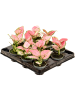 Аглаонема 'Red Zirkon' 12/tray  H8×W10 D6×5 см 