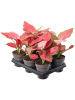 Аглаонема 'Red Joy' 6/tray  H30×W20 D12×9 см 