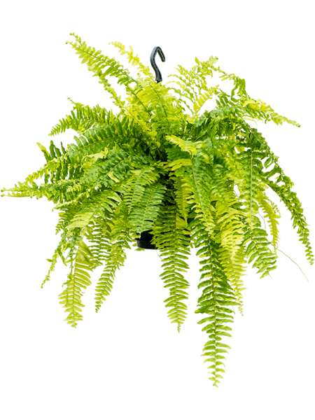 Нефролепис Высокий 'Tiger Fern'  H50×W60 D20×16 см 