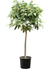 Фикус Aspera 'Parcellii'  H230×W110 D45×39 см 