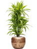 Драцена Fragrans 'Lemon Lime'  H120×W35 D27×25 см 