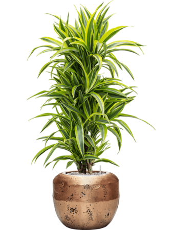 Драцена Fragrans 'Lemon Lime'  H120×W35 D27×25 см 