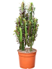 '' Молочай Красный Trigona  H85×W45 D24×22 см 