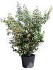 Лох Ebbingei 'Compacta' 170-190  H175×W65 D50×40 см 