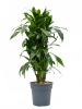Драцена Fragrans 'Arturo'  H120×W60 D27×25 см 
