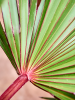 Латания Lontaroides 120-160  H140×W90 D38×32 см 