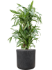 Драцена Fragrans 'Ulises'  H120×W50 D27×25 см 