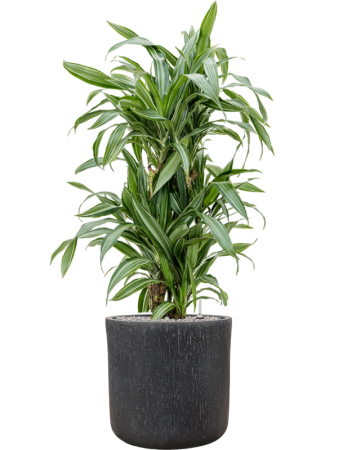 Драцена Fragrans 'Ulises'  H120×W50 D27×25 см 