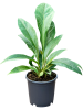 Антуриум Ellipticum 'Jungle Bush'  H40×W25 D13×9 см 