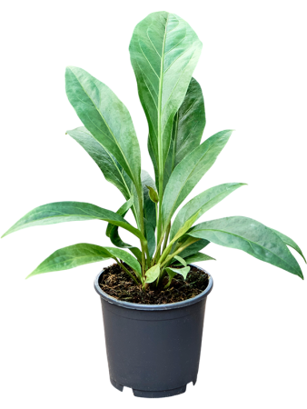 Антуриум Ellipticum 'Jungle Bush'  H40×W25 D13×9 см 