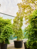 Клён Pal. Diss. 'Viridis'  H420×W200 D85×55 см 