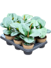 Фикус Elastica 'Sofia' 9/tray  H25×W15 D11×9 см 