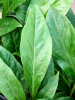 Антуриум Ellipticum 'Jungle Bush'  H40×W25 D13×9 см 