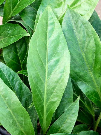 Антуриум Ellipticum 'Jungle Bush'  H40×W25 D13×9 см 