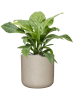Антуриум Эллиптический 'Jungle Bush'  H60×W55 D24×23 см 