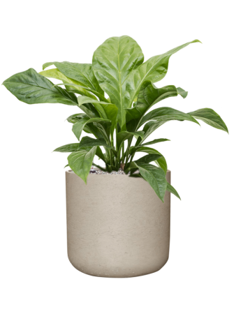Антуриум Эллиптический 'Jungle Bush'  H60×W55 D24×23 см 