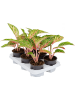 Аглаонема 'Coco Melon' 6/tray  H35×W25 D12×9 см 