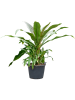 Кринум Asiaticum  H180×W140 D60×43 см 