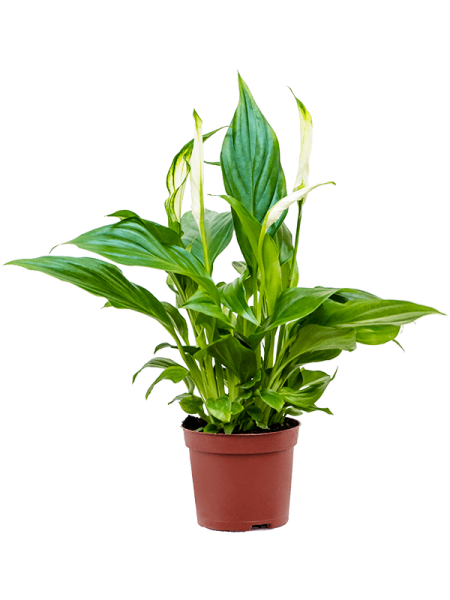 Спатифиллум 'Pearl Cupido' 12/tray  H35×W15 D9×7 см 