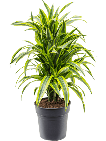 Драцена Fragrans 'Lemon Lime'  H90×W40 D24×23 см 