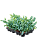 Флебодиум Золотистый 'Blue Star' 12/tray  H20×W10 D9×7 см 