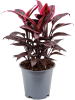 Кордилина Fruticosa 'Mambo'  H50×W30 D19×17 см 