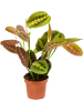Маранта Leuconeura 'Fascinator' 10/tray  H35×W20 D12×10 см 
