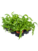 Асплениум Древний 'Hurricane' 6/tray  H20×W30 D12×9 см 