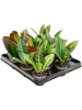Кротон Пёстролистный Кодиеум 'Petra' 12/tray  H12×W12 D6×5 см 