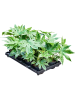 Фатсия Spider Web 8/tray  H30×W20 D12×10 см 