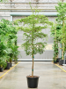 Бусида Buceras 'Shady Lady' 300-350  H300×W110 D50×41 см 