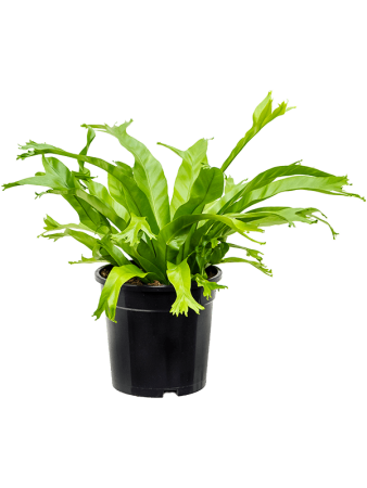Асплениум 'Amy' 6/tray  H50×W45 D17×16 см 