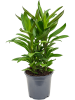 Кордилина Fruticosa' Сизый '  H45×W30 D19×17 см 
