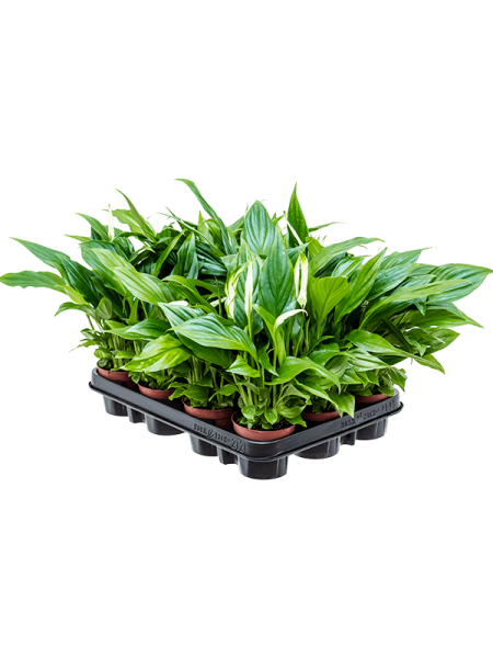 Спатифиллум 'Pearl Cupido' 12/tray  H35×W15 D9×7 см 