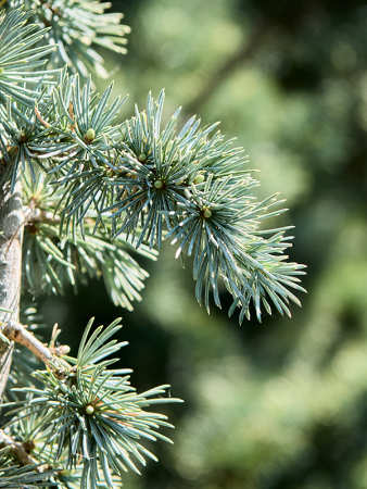 Cedrus Libani ' Сизый Pendula'  H220×W55 D43×34 см 