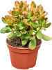 Крассула Яйцевидный 'Colorata' 6/tray  H35×W20 D15×14 см 