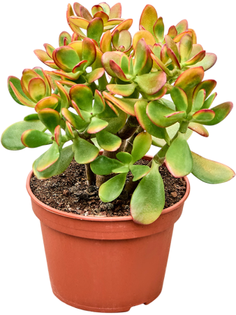 Крассула Яйцевидный 'Colorata' 6/tray  H35×W20 D15×14 см 