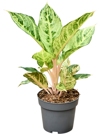 Аглаонема 'Chartreuse Pretty' 6/tray  H30×W25 D12×9 см 