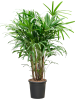 Рапис Excelsa  H160×W65 D27×26 см 