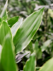 Драцена Fragrans 'Janet Lind Gold'  H100×W25 D21×20 см 