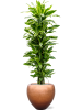 Драцена Fragrans 'Golden Coast'  H160×W45 D31×27 см 