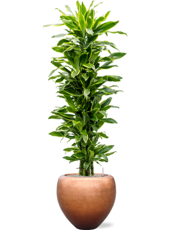 Драцена Fragrans 'Golden Coast'  H160×W45 D31×27 см 